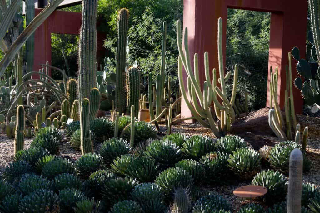 a cactus garden with many cacti and succulents